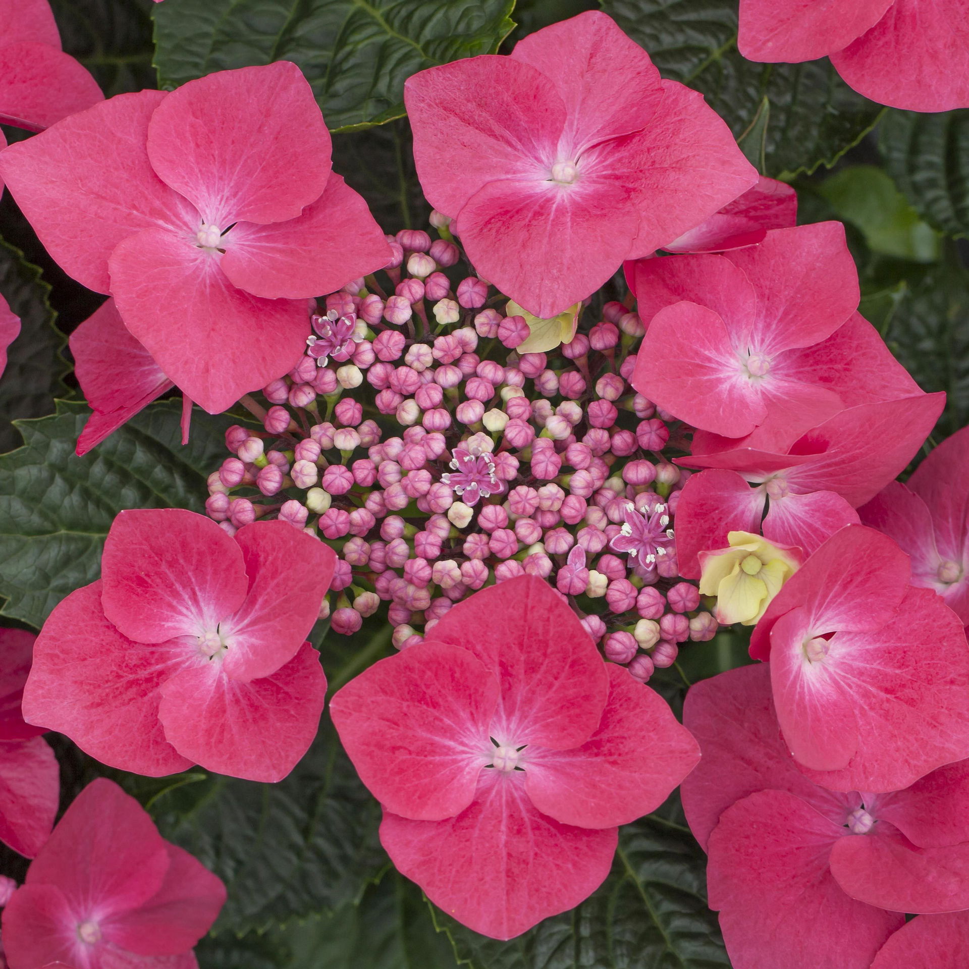Tellerhortensie, Hydrangea macropylla in rot kaufen PflanzenKölle