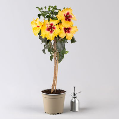 Hibiskus, gelb, Stamm, Topf-Ø 19 cm, Höhe ca. 75 cm Hibiskus, gelb, Stamm, Topf-Ø 19 cm, Höhe ca. 75 cm