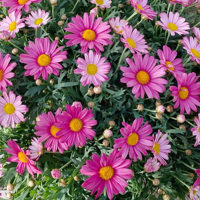 Margerite, rosa, Topf-Ø 18/19 cm, 2 Pflanzen Margerite, rosa, Topf-Ø 18/19 cm, 2 Pflanzen