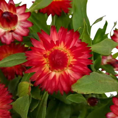 Strohblume rot, Topf- Ø 12 cm, 6 Stück