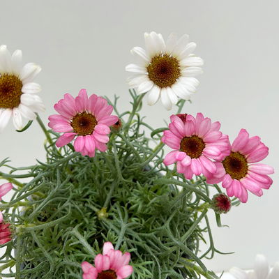 Rhodanthemum hosmariense, hellrosa, Topf-Ø 13 cm, 6er-Set