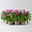Catharanthus 'Trio', Farbmix zufällig, Topf-Ø 13 cm, 6 Pflanzen Catharanthus 'Trio', Farbmix zufällig, Topf-Ø 13 cm, 6 Pflanzen