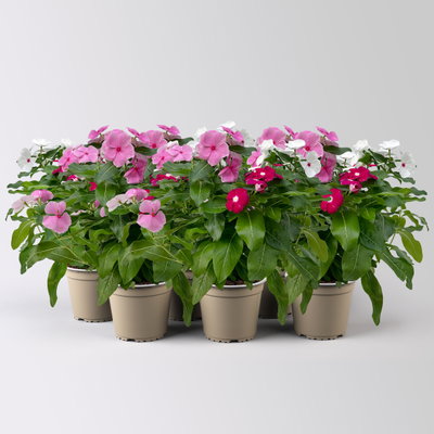 Catharanthus 'Trio', Farbmix zufällig, Topf-Ø 13 cm, 6 Pflanzen Catharanthus 'Trio', Farbmix zufällig, Topf-Ø 13 cm, 6 Pflanzen