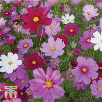Cosmos Sensation Mischung, einjährige Sommerblumen, ideale Beet- und Rabattenpflanze