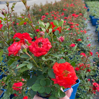 Zwergrose 'Zwergenfee 09®', orange-rot, Topf 3 Liter, 4 Pflanzen