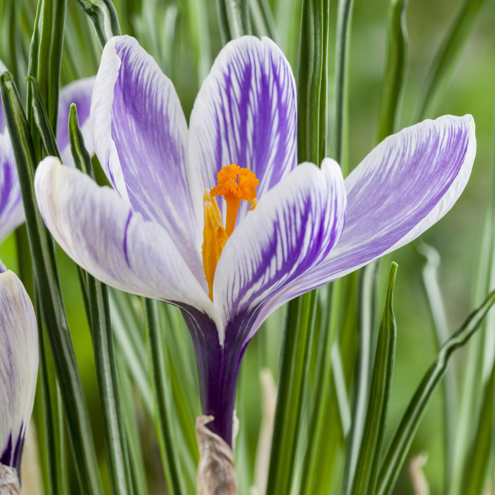 Krokus Mini, lila-weiß gestreift, Topf-Ø 5 cm, 10 Pflanzen