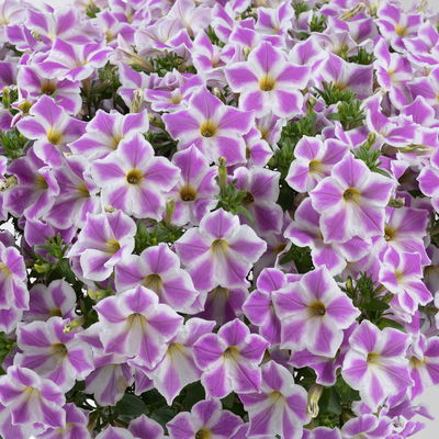 Petunie 'Cascadia Lilac Frost' flieder-weiß, hängend, Topf-Ø 13 cm, 6 Pflanzen