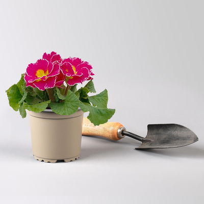 Primel 'Sirococco', Farben zufällig, gerüscht, Topf-Ø 11 cm, 8 Pflanzen