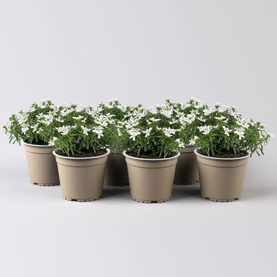 Schleifenblume weiß, Topf-Ø 13 cm, 6er-Set Schleifenblume weiß, Topf-Ø 13 cm, 6er-Set