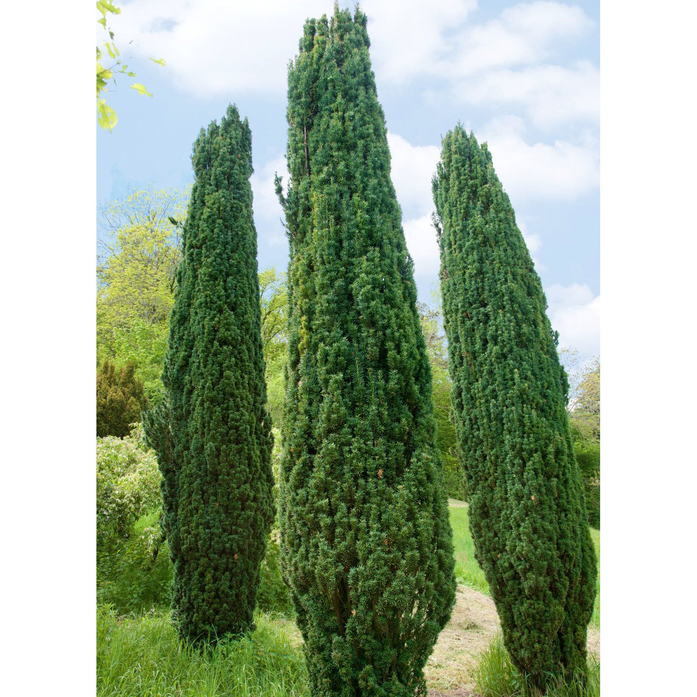 Grüne-Säuleneibe, Taxus baccata 'Fastigiata Robusta', 4er-Set, Topf 3 Liter