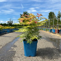 Niedrige Fiederspiere, Sorbaria sorbifolia 'Sem'(s), cremeweiß, Topf 5 l