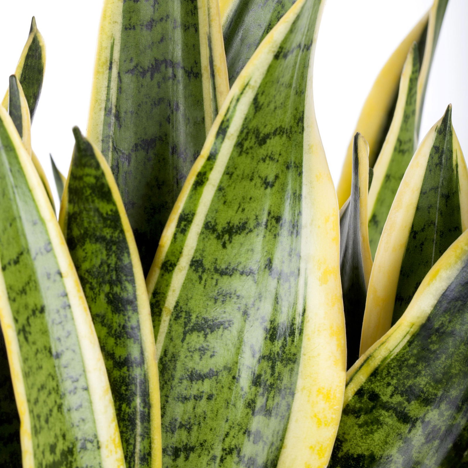 Grünpflanzen-Set Easypeasy-Duo, Topf-Ø 17 cm, 2 Pflanzen