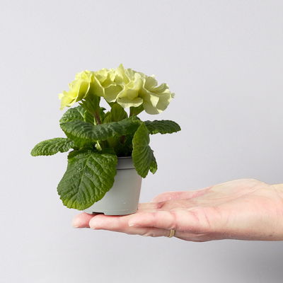 Primel Mini bunt, gefüllt, Farben zufällig, Topf-Ø 6 cm, 10 Pflanzen