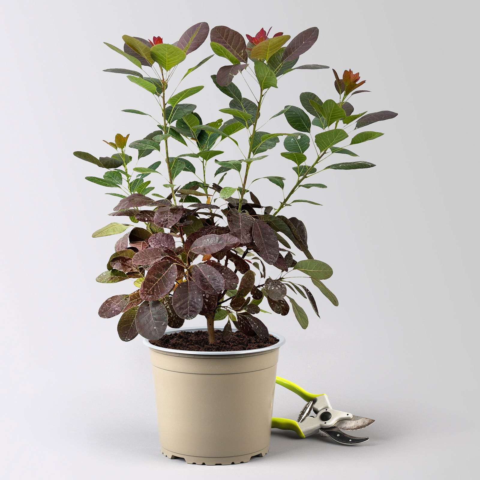 Dunkelroter Perückenstrauch 'Royal Purple', Höhe ca. 20-25 cm, Topf 3 Liter