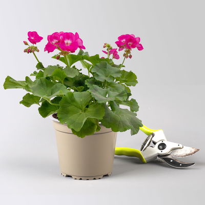 Geranie, rosa mit weißem Auge, stehend, Topf-Ø 13 cm, 6 Pflanzen