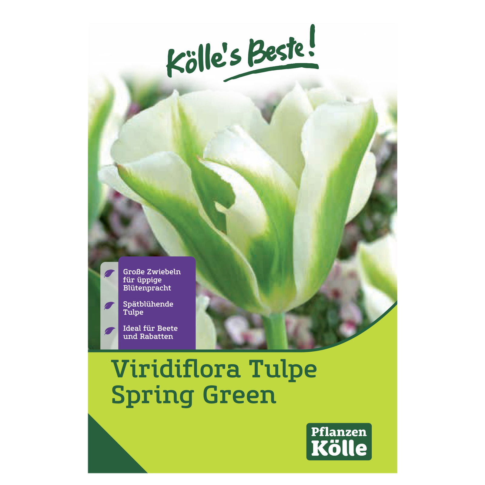 Kölles Beste Viridiflora Tulpen Spring Green weiß/grün gestreift, 7 Stück
