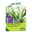 Kölles Beste Viridiflora Tulpen Spring Green weiß/grün gestreift, 7 Stück