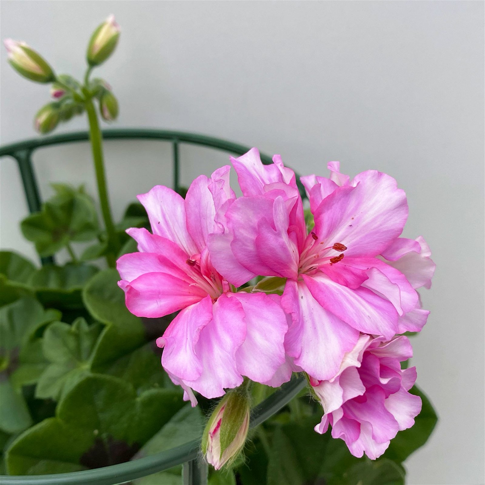 Geranie 'Corriente Pink Bicolor' zweifarb. pink, hängend, Topf-Ø 13 cm, 6er-Set