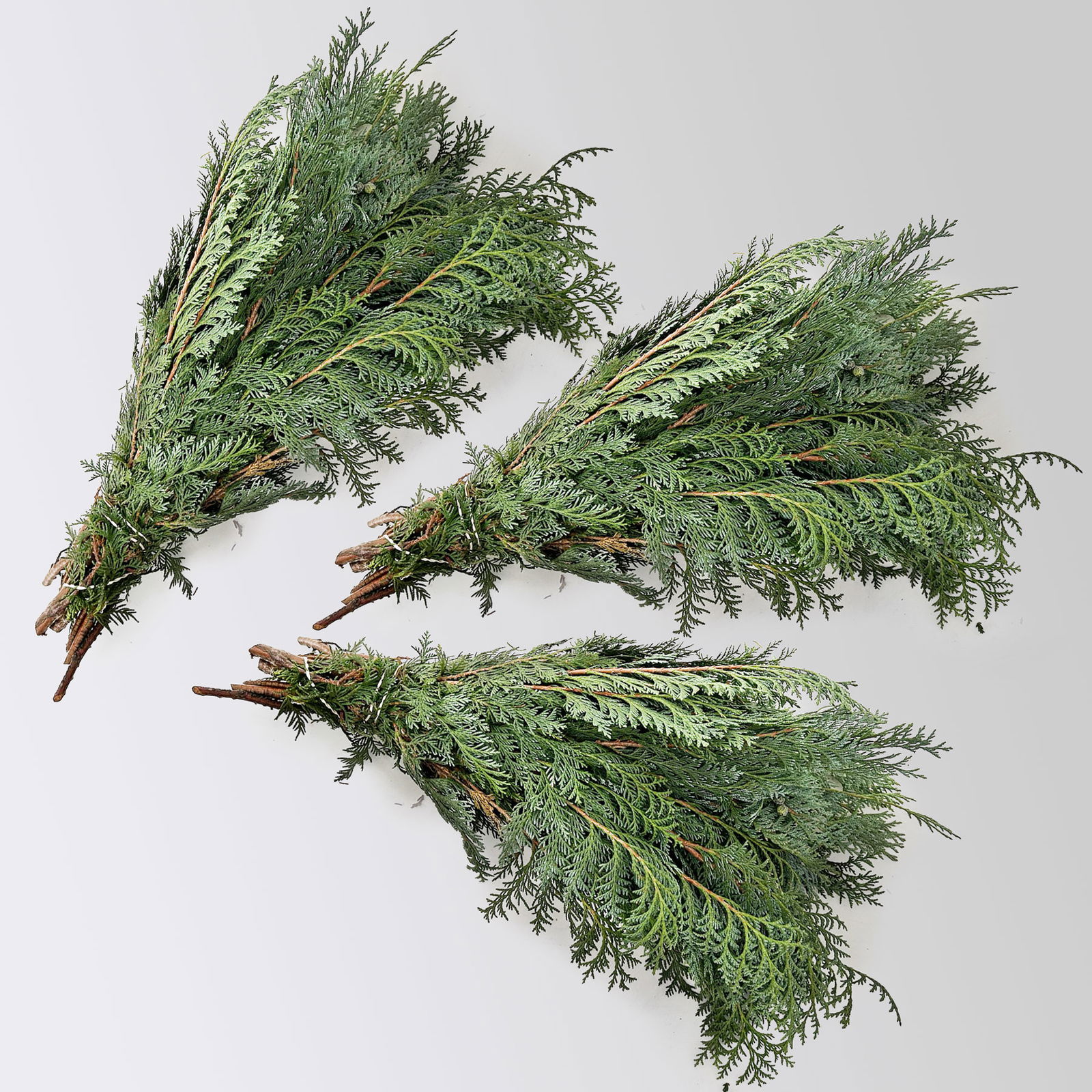 Scheinzypresse 'Glauca' im Handbund, blaugrün, 3 Bund Scheinzypresse 'Glauca' im Handbund, blaugrün, 3 Bund