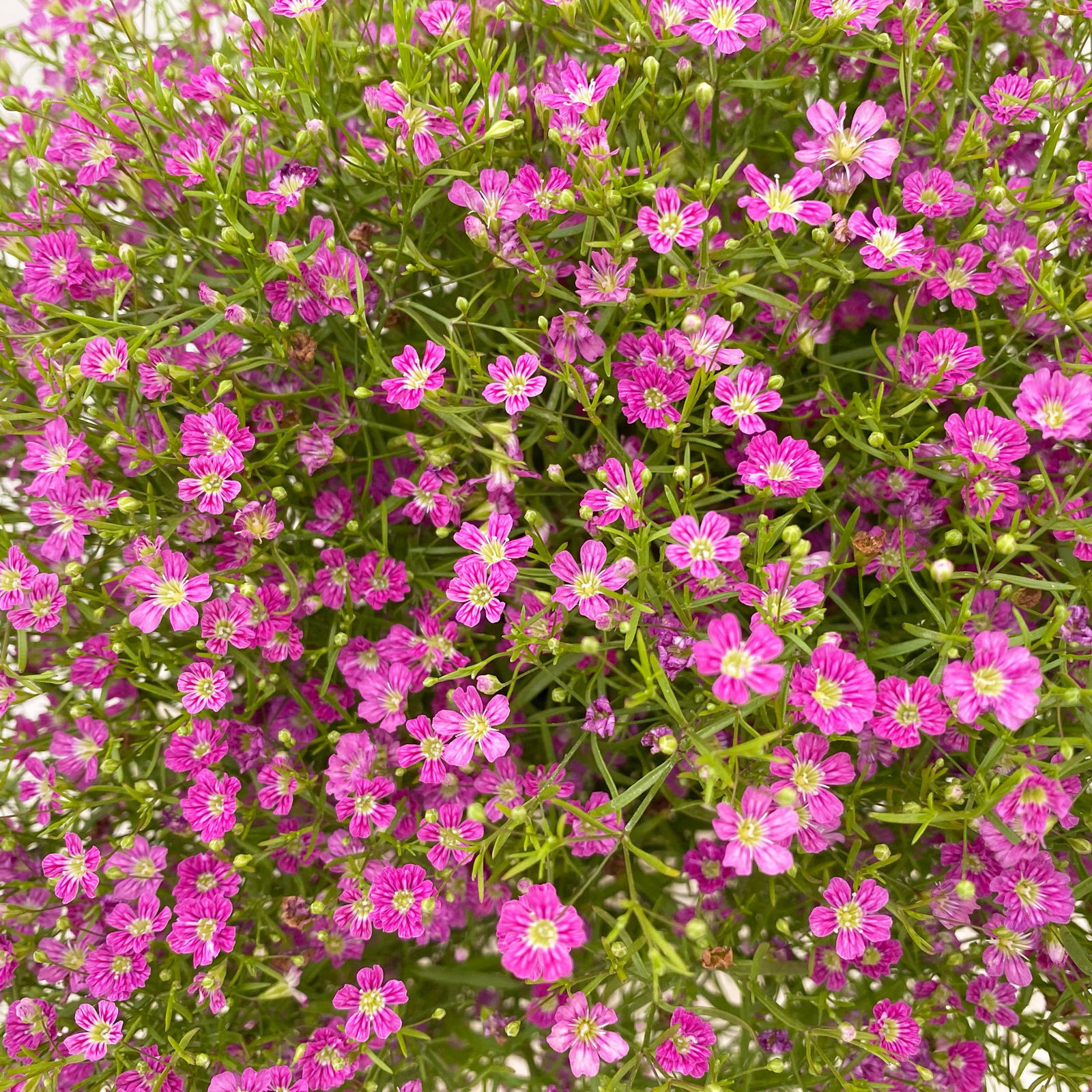 Schleierkraut rosa, Topf-Ø 12/13 cm