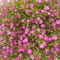 Schleierkraut rosa, Topf-Ø 12/13 cm