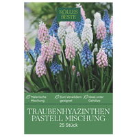 Traubenhyazinthen Mischung in Pastell, 25 Blumenzwiebeln