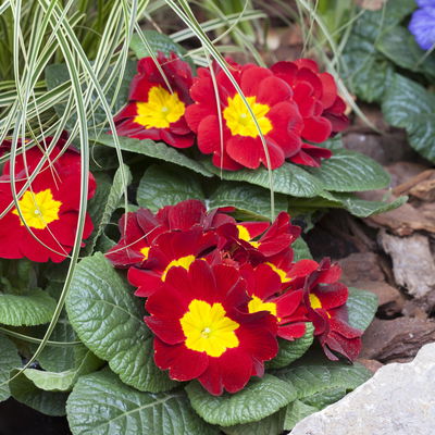 Primel rot, Topf-Ø 10,5 cm, 8 Pflanzen Primel rot, Topf-Ø 10,5 cm, 8 Pflanzen