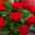 Geranie 'Calliope® Dark Red' rot, halbhängend, Topf-Ø 13 cm, 6er-Set
