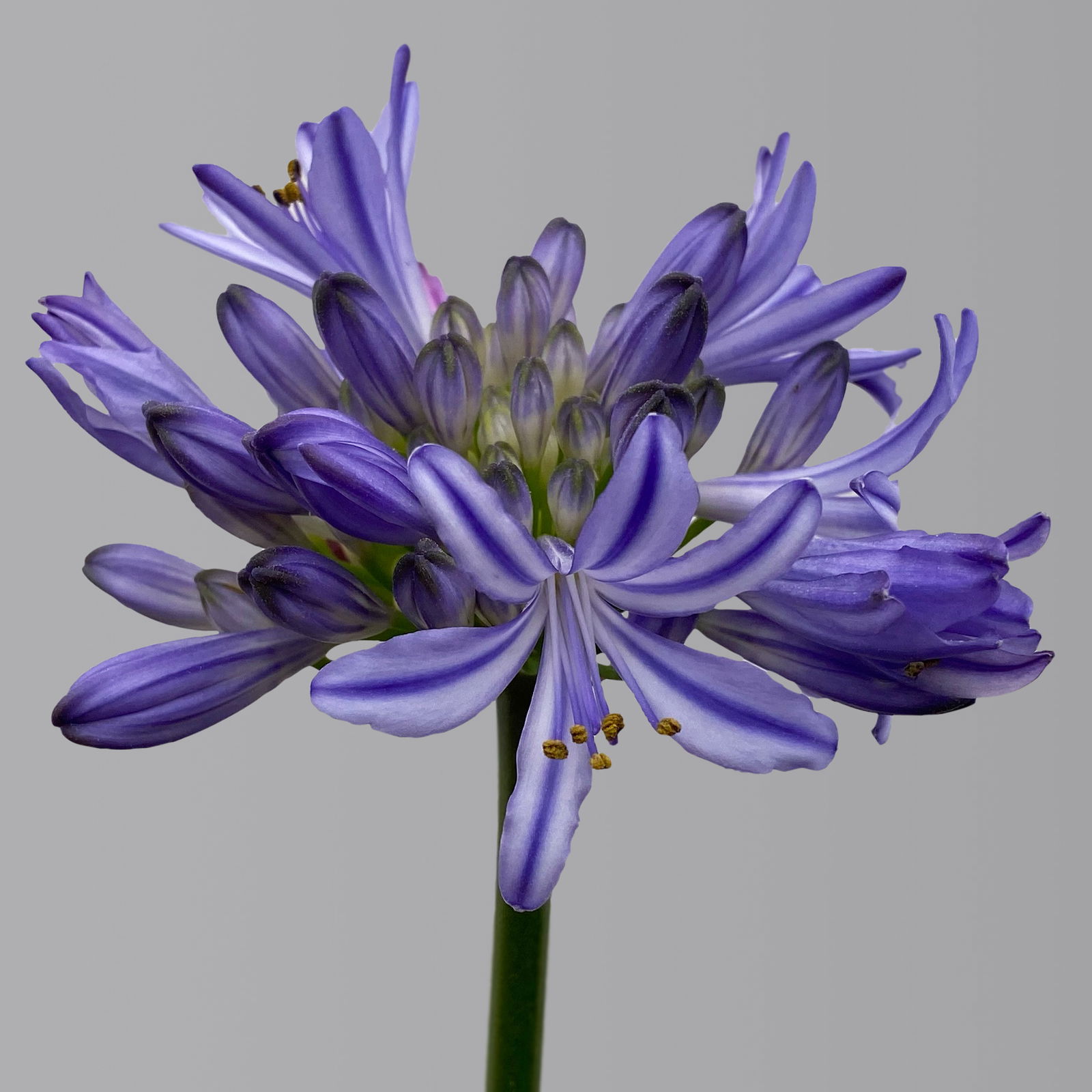 Agapanthus 'Bluety®' blau, Topf-Ø 24 cm