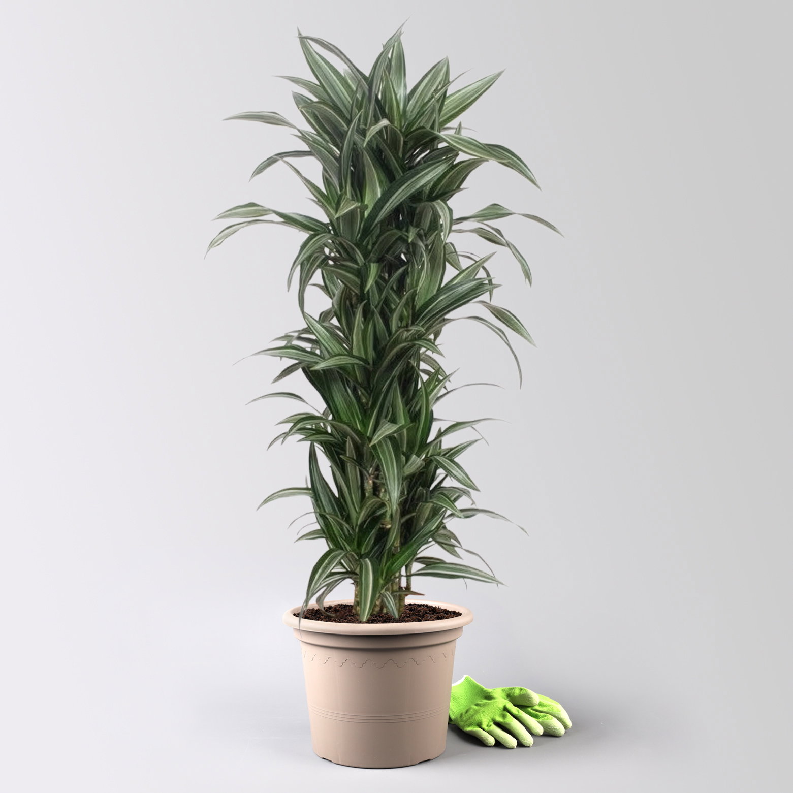 Drachenbaum 'Ulises', grün-weiß, Topf-Ø 30 cm, Höhe ca. 150 cm