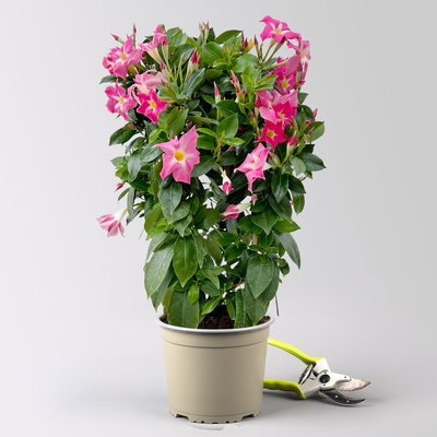 Dipladenie 'Pink Star', pink gesternt, Doppelbogen, Topf-Ø 17 cm, Höhe ca. 60 cm