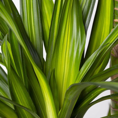 Duftender Drachenbaum 'Riki', Topf-Ø 27 cm, Höhe ca. 170 cm