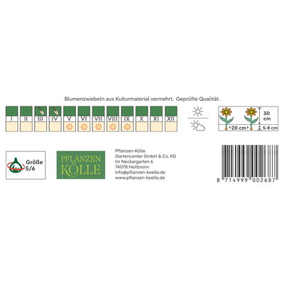Kölles Beste Kronenanemonen St. Brigid Mischung, 10 Blumenzwiebeln