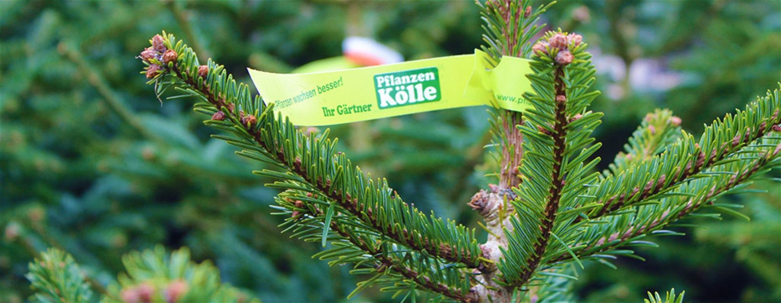Pflanzen-Kölle Weihnachtsbaumverkauf