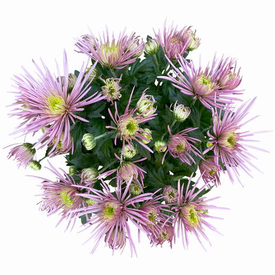 Chrysanthemen Spider Anansi™ Pink, spinnenblütig, Topf 14 cm Ø, 4 Pflanzen