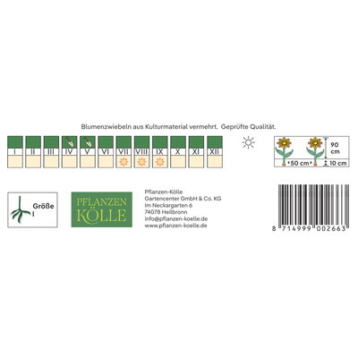Kölles Beste Schmucklilie (Agapanthus) blau, 3 Blumenzwiebeln