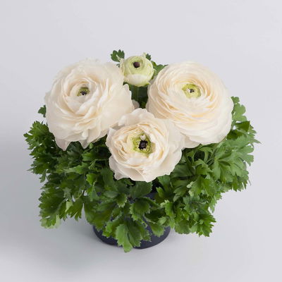 Ranunkel, Farbe zufällig, Topf-Ø 10,5 cm, 6 Pflanzen