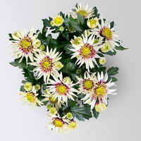 Chrysanthemen 'Chrysanne®Anemona White Purple', Topf-Ø 13 cm, 4 Pflanzen
