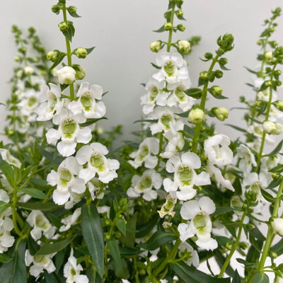 Angelonia weiß, Topf-Ø 12 cm, 6er-Set