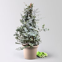 Eukalyptus, Pyramide, Topf-Ø 27 cm, Höhe ca. 105 cm