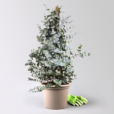 Eukalyptus, Pyramide, Topf-Ø 27 cm, Höhe ca. 105 cm