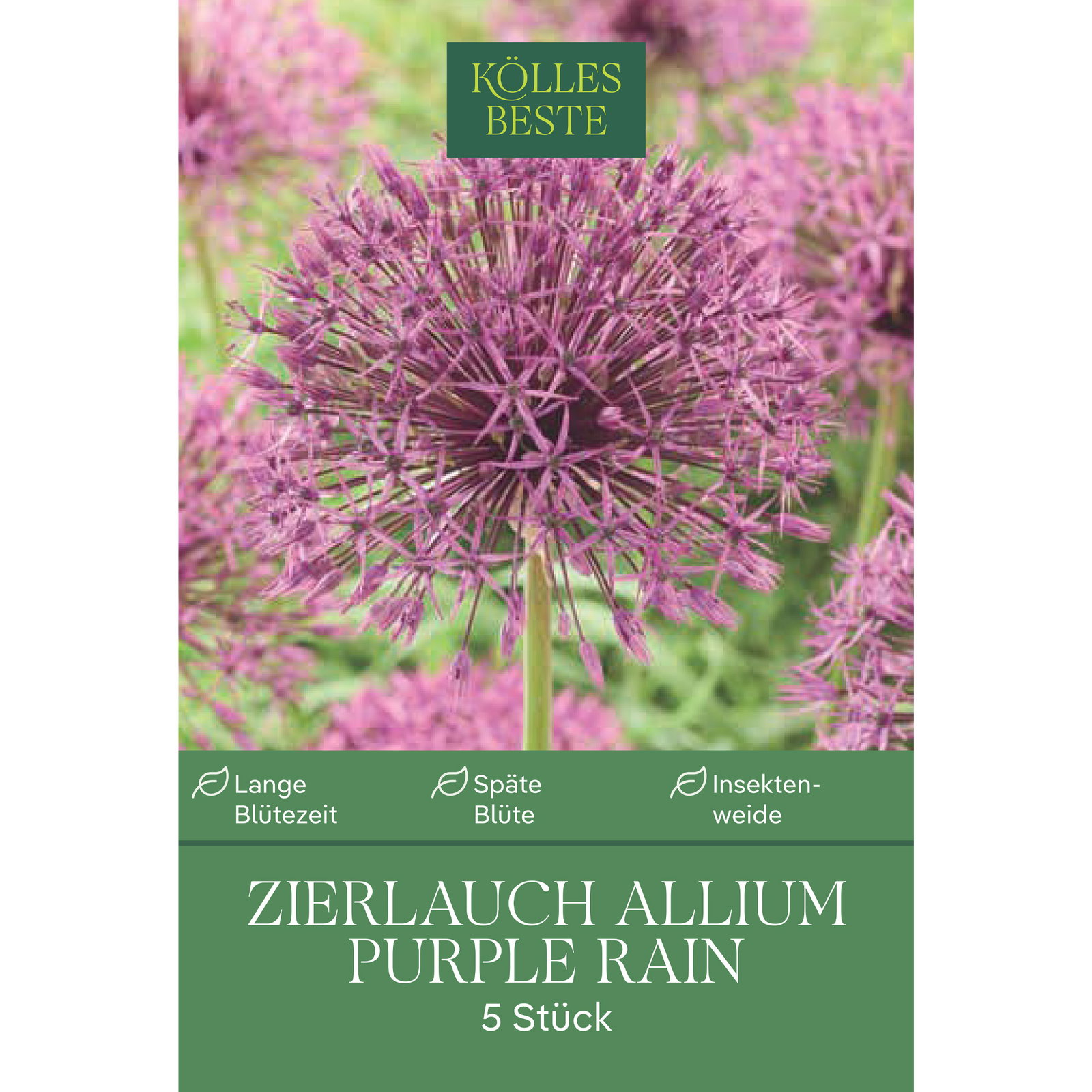 Kölles Beste Zierlauch 'Purple Rain®', lila, 5 Blumenzwiebeln Kölles Beste Zierlauch 'Purple Rain®', lila, 5 Blumenzwiebeln