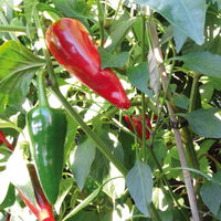 Chili-Paprika Mix, scharf, Topf-Ø 12 cm, 5er-Set