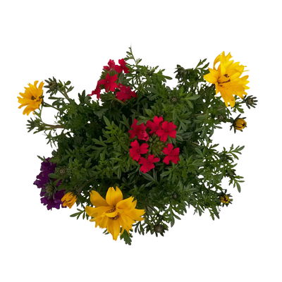 Sommerblüher-Mix, TrioMio™ 'Tweety Pop' rot-blau-gelb, Topf 12 cm Ø, 6er-Set Sommerblüher-Mix, TrioMio™ 'Tweety Pop' rot-blau-gelb, Topf 12 cm Ø, 6er-Set