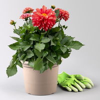 Dahlie 'Hypnotica®', rot-weiß, Topf-Ø 21/22 cm