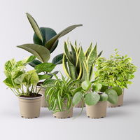 Grünpflanzen Überraschungs-Mix, Topf-Ø 11-14 cm, Höhe 15-50 cm, 6 Pflanzen