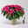 Bio Herbsttern, Euphorbia 'Princettia®', dunkelrosa, Topf-Ø 17 cm