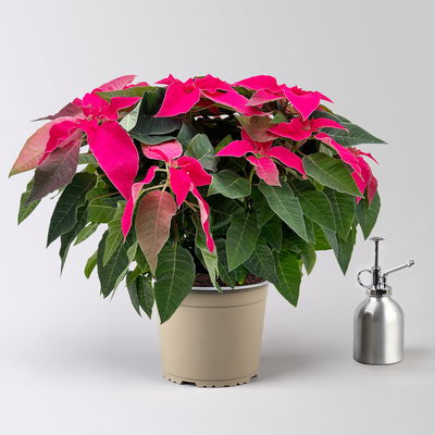 Bio Herbsttern, Euphorbia 'Princettia®', dunkelrosa, Topf-Ø 17 cm