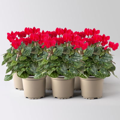 Alpenveilchen 'Outland', rot, Topf-Ø 10,5 cm, 6 Pflanzen Alpenveilchen 'Outland', rot, Topf-Ø 10,5 cm, 6 Pflanzen