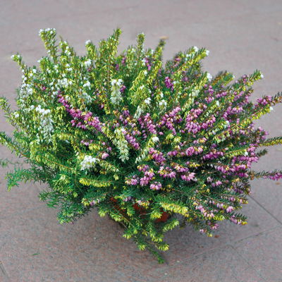 Winterheide 'Twin', rot und weiß, Topf-Ø 13 cm, 6 Pflanzen